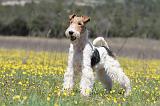 FOX TERRIER 342